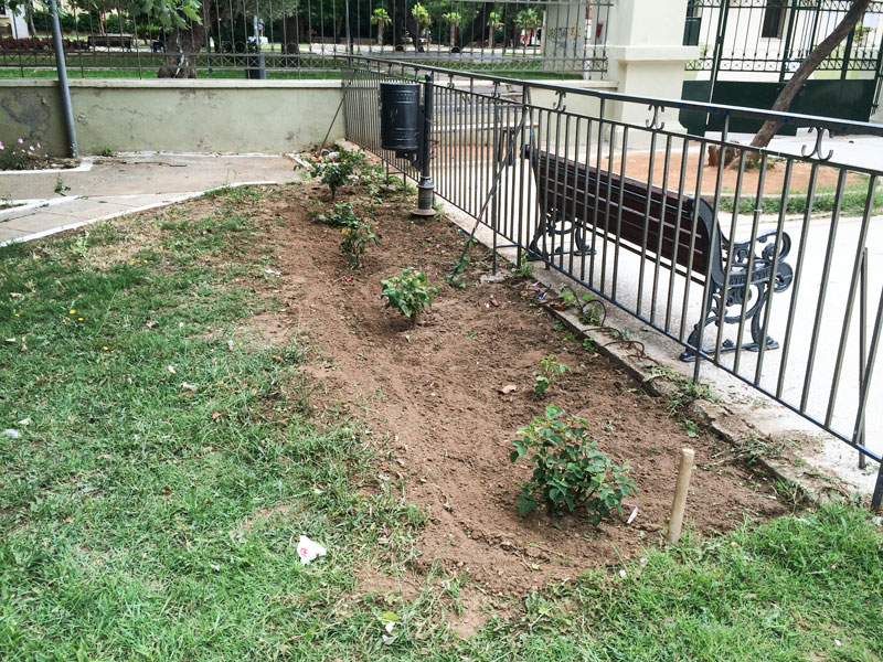 Ο κήπος του 1ου Πρότυπου Πειραματικού Δημοτικού Σχολείου Αλεξανδρούπολης (22/6/2015)